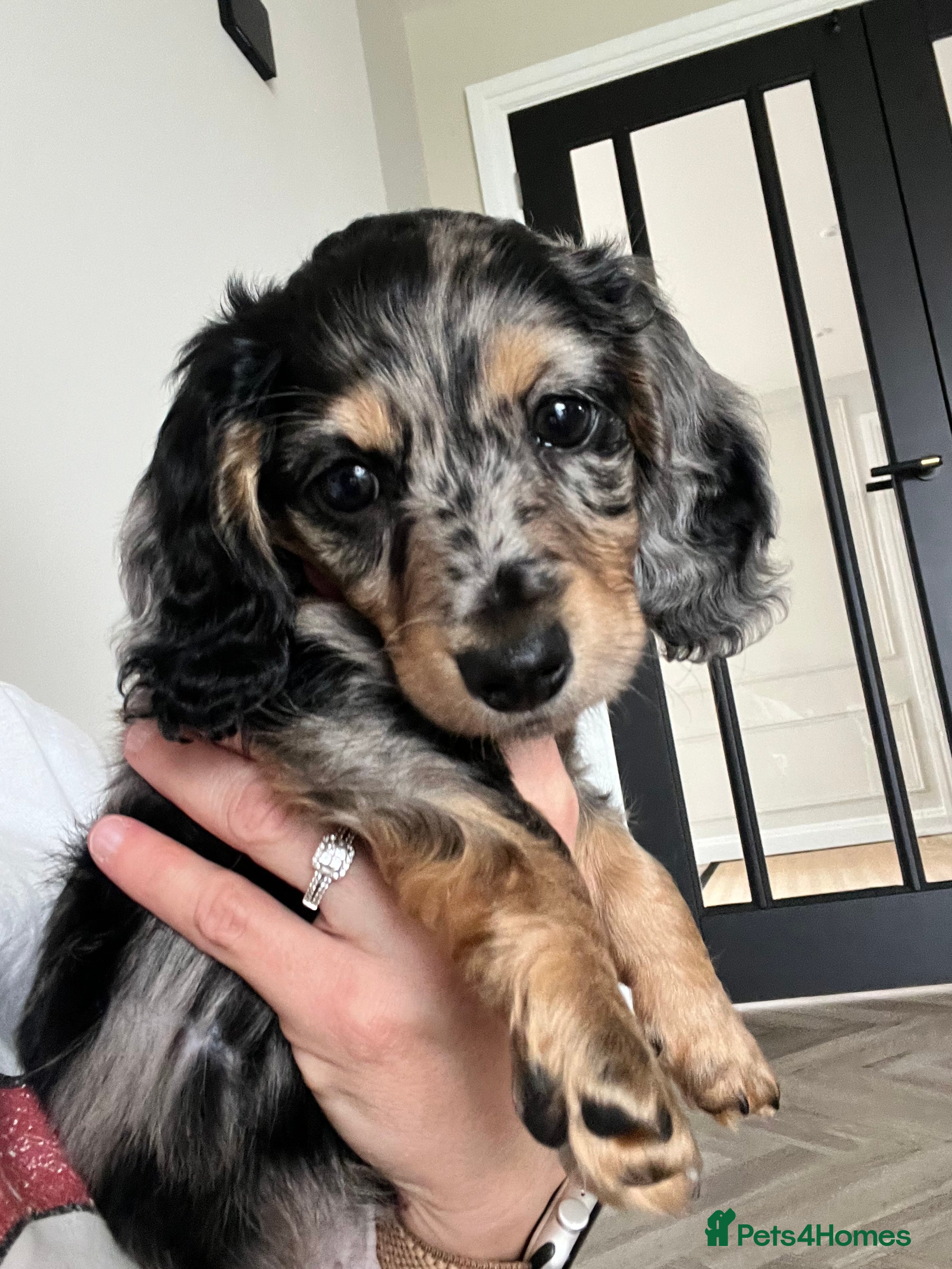 Miniature Dachshund dogs Silver Dapple & Tan Long Hair Miniature Dachshund  - Advert 5