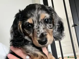 Miniature Dachshund dogs Silver Dapple & Tan Long Hair Miniature Dachshund - Advert 5