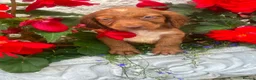 Cocker Spaniel dogs for sale: 5 beautiful cocker pups  - Advert 3