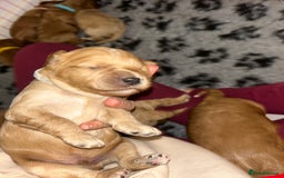 Cavapoo dogs for sale: Pups coming soon (F1) - Advert 5