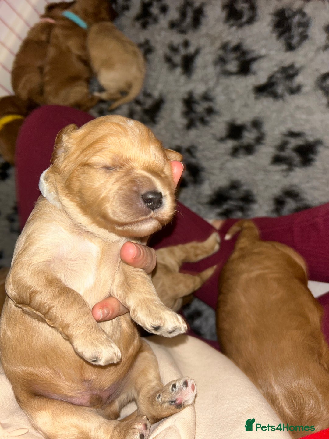 Cavapoo dogs for sale: Pups coming soon (F1) - Advert 5