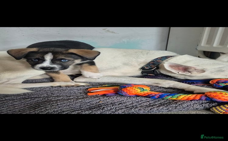 Mixed Breed dogs - Advert 3