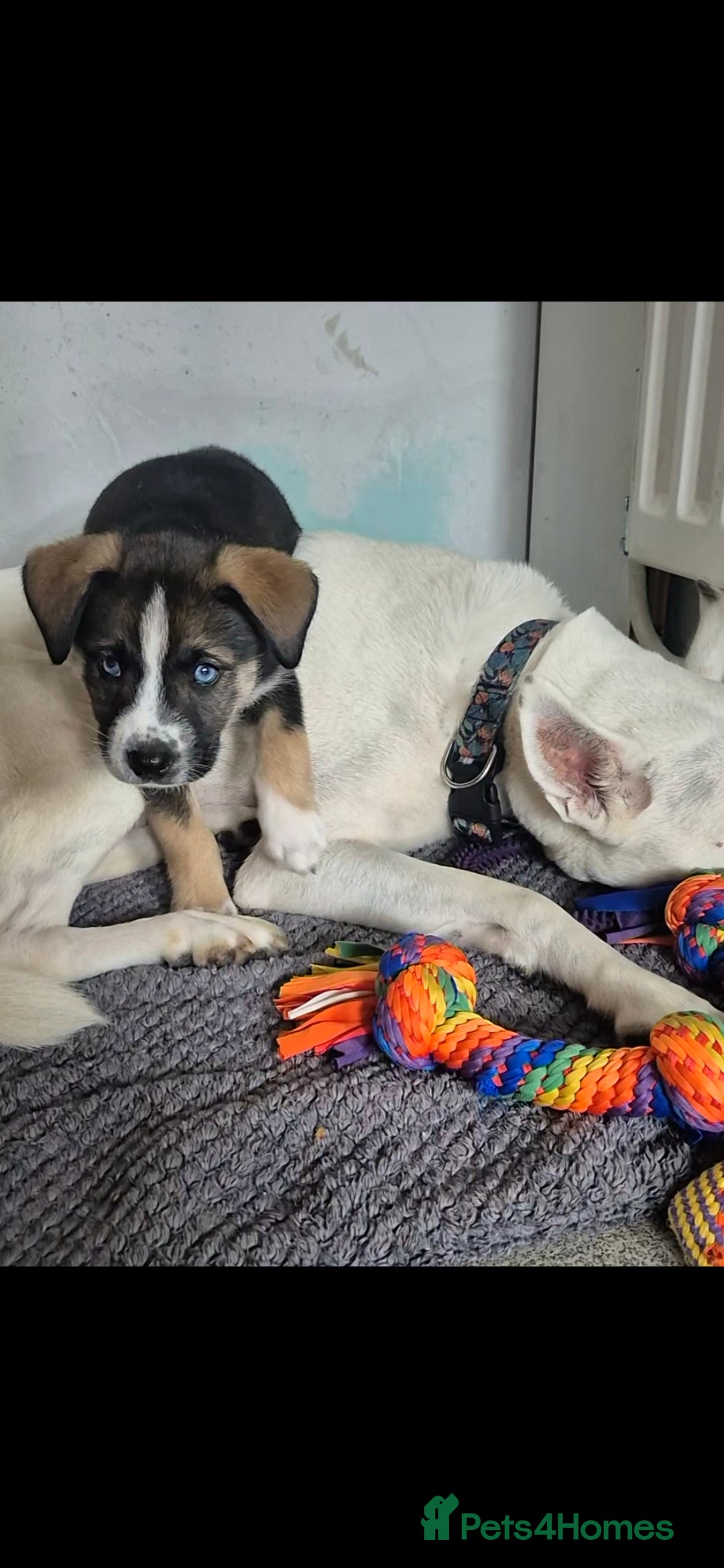 Mixed Breed dogs for sale: Husky mix puppies. Ready to leave! - Image 21