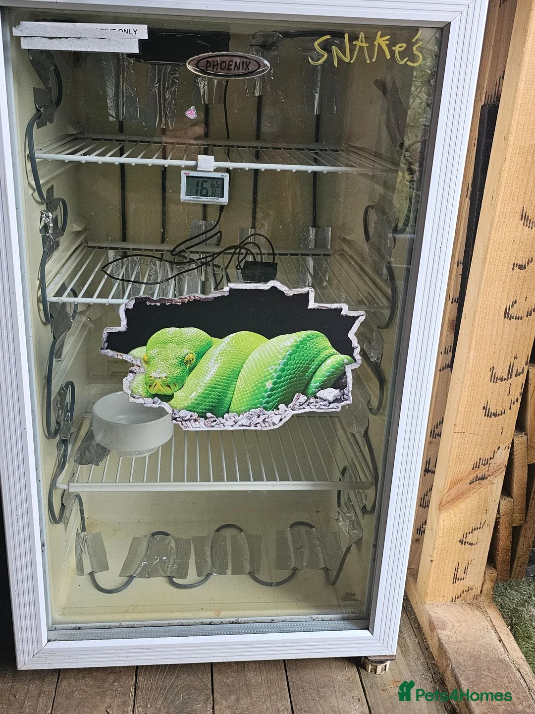 Corn Snake reptiles for sale: Breeding pair corn snakes & enclosure/incubator  in Saltcoats - Advert 2