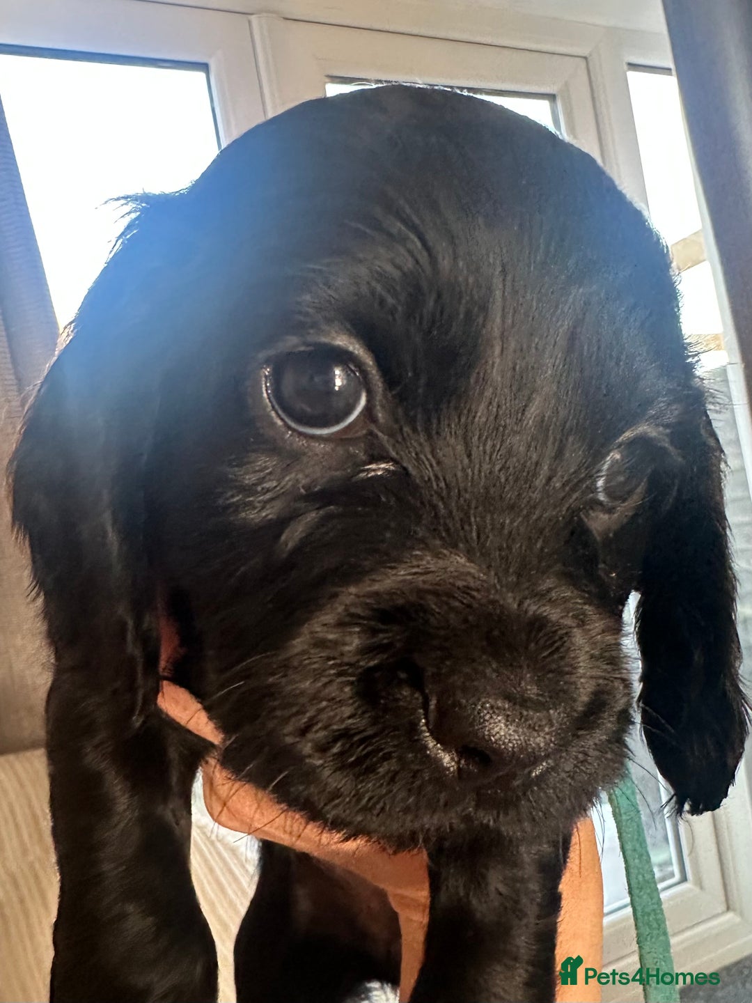 Cocker Spaniel dogs for sale: Beautiful Cocker Spaniel Puppies - Image 36
