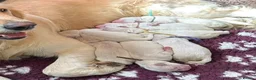 Golden Retriever dogs for stud: Proven cream KC golden retriever - Advert 11