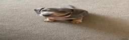 Dachshund dogs for sale: Beautiful miniature dachshund puppy’s  in Newport - Advert 17