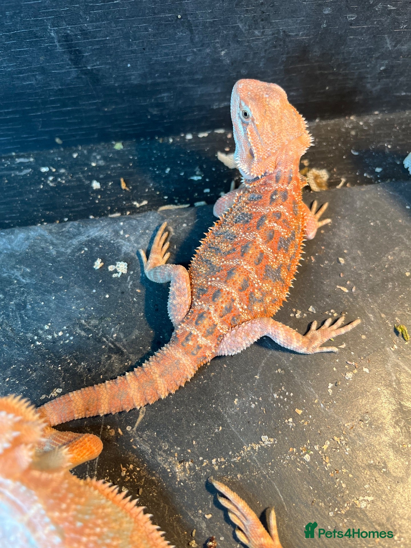Bearded Dragon reptiles Bearded dragon babies red hypo & orange hypo  - Advert 3