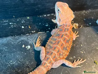 Bearded Dragon reptiles Bearded dragon babies red hypo & orange hypo - Advert 3