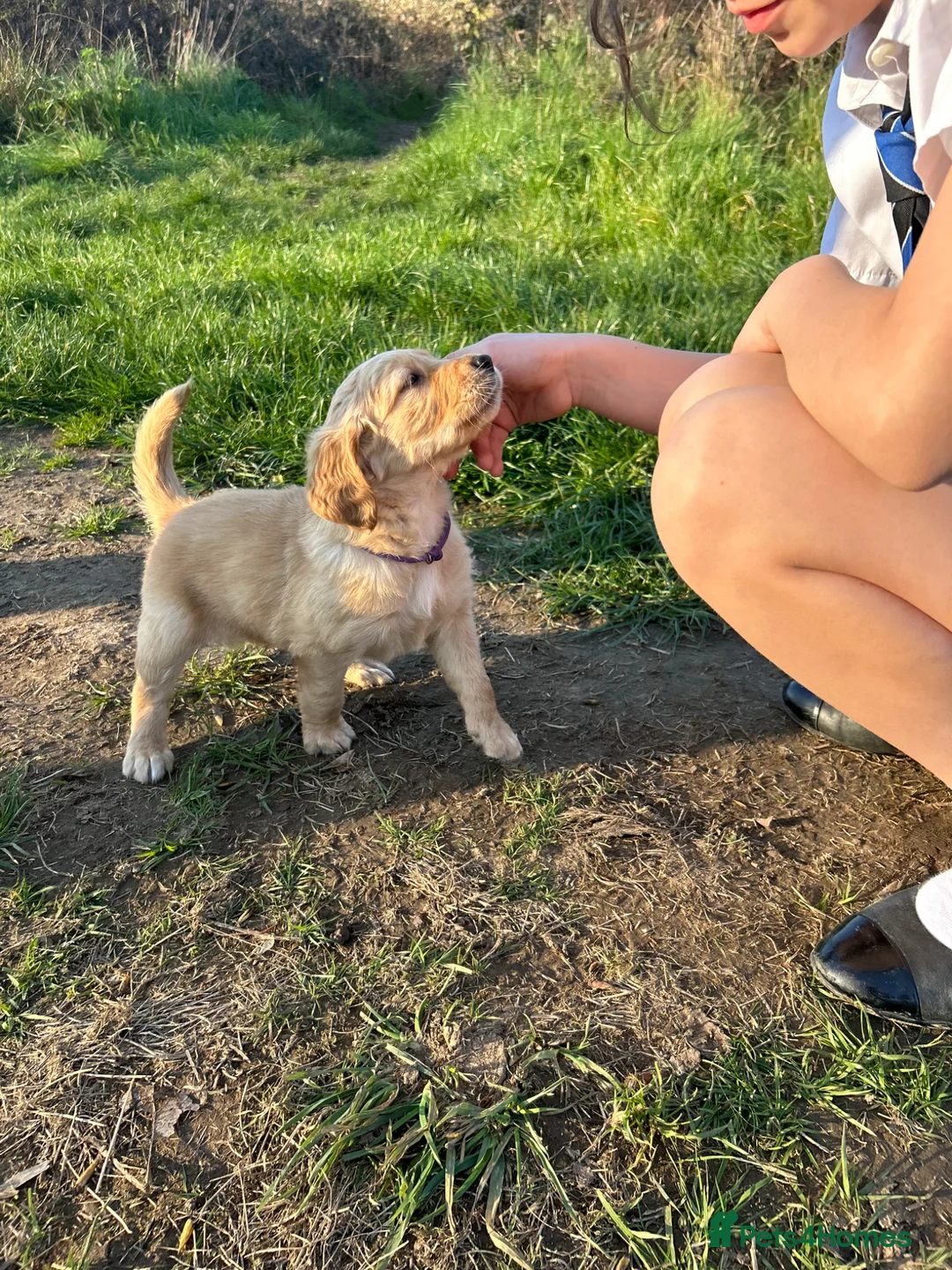 Golden Retriever dogs for sale: KC Dark Red Golden Retriever Pups in Ruislip - Advert 2