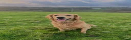 Golden Retriever dogs for sale: Gorgeous Golden Retriever Puppies  - Advert 6