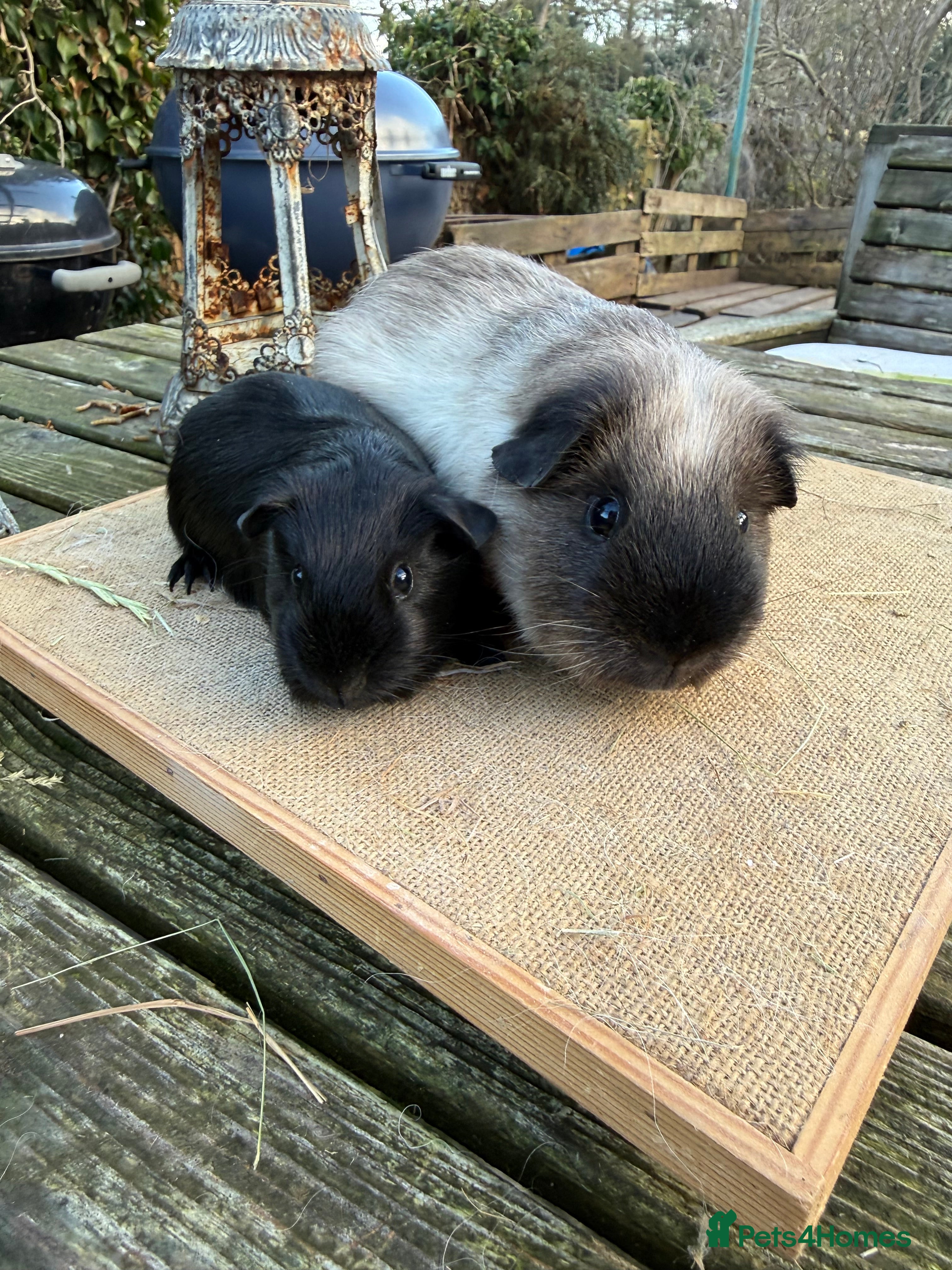 Guinea Pig rodents Pure bred California & Swiss guineapigs  - Advert 18