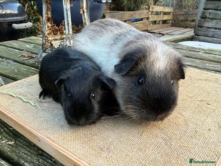 Guinea Pig rodents Pure bred California & Swiss guineapigs - Advert 16