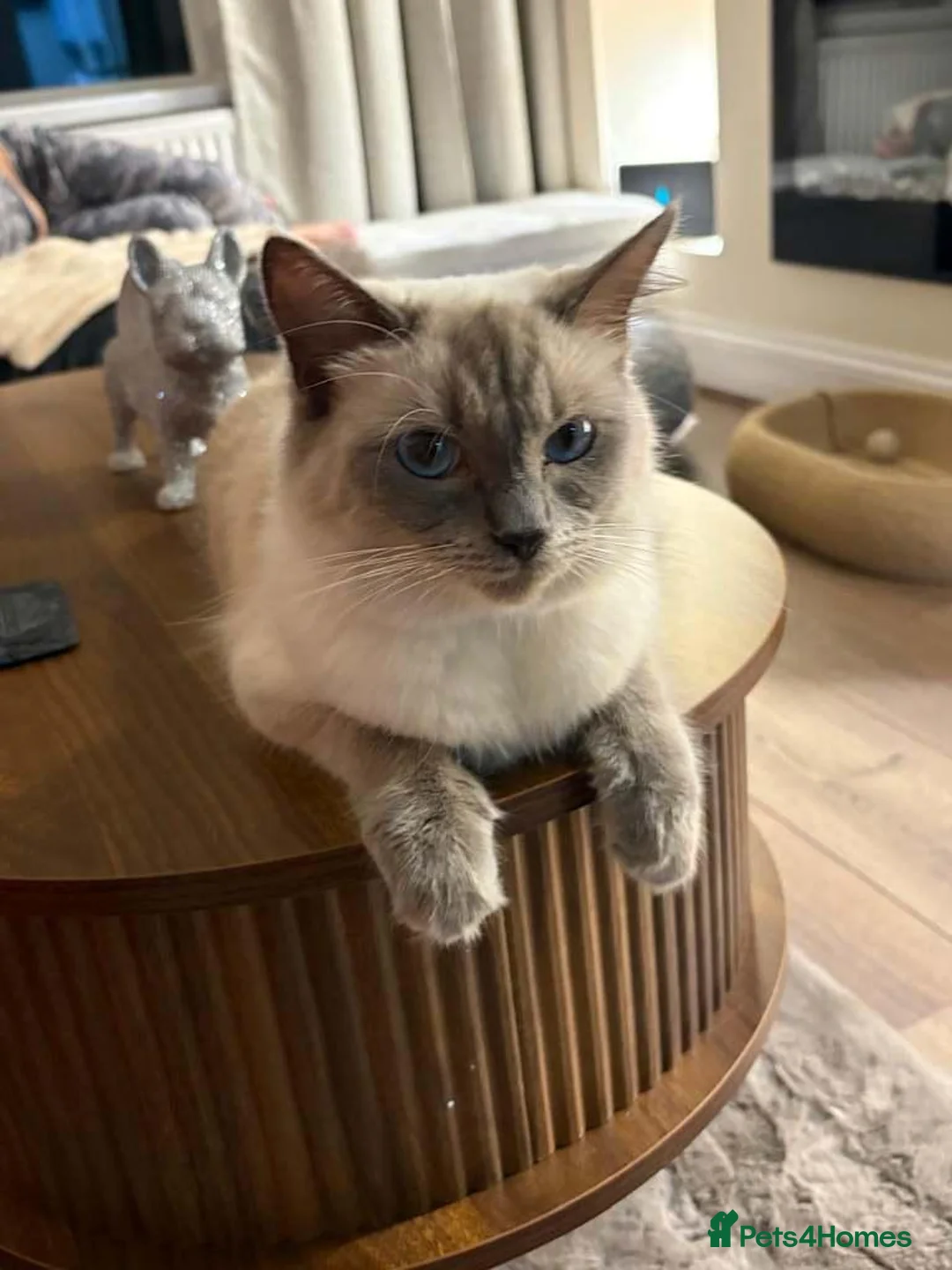 Ragdoll cats for sale: ragdoll x  - Advert 10