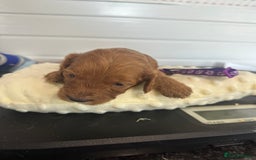 Cockapoo dogs for sale: Stunning 5  fully health tested  cockapoos  - Advert 6