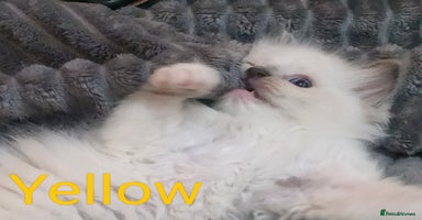 Ragdoll cats - Advert 2