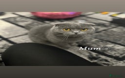 Scottish Fold cats for sale: Two straight gorgeous Boys 🐾 - Image 12