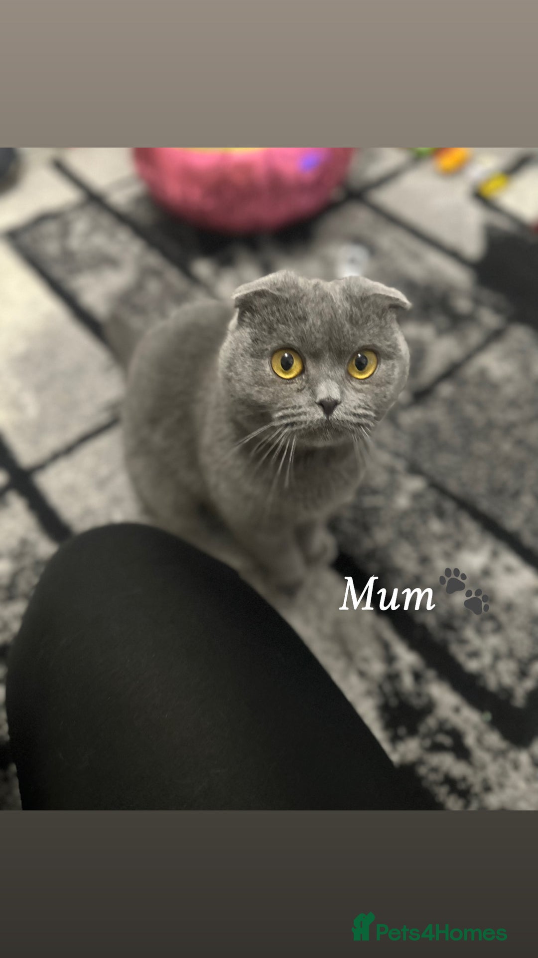 Scottish Fold cats for sale: Two straight gorgeous Boys 🐾 - Image 12