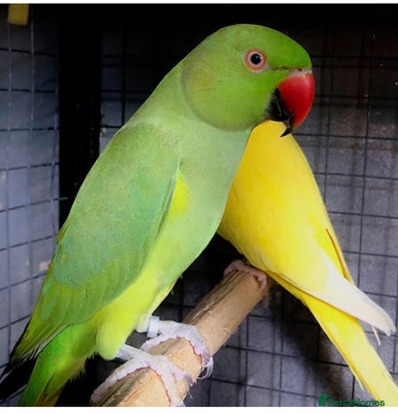 Parrots birds in Sheffield - Advert 6