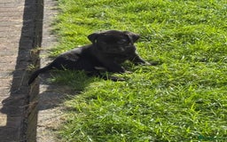 Labrador Retriever dogs for sale: KC reg labs- working bloodline  in Lanark - Image 12