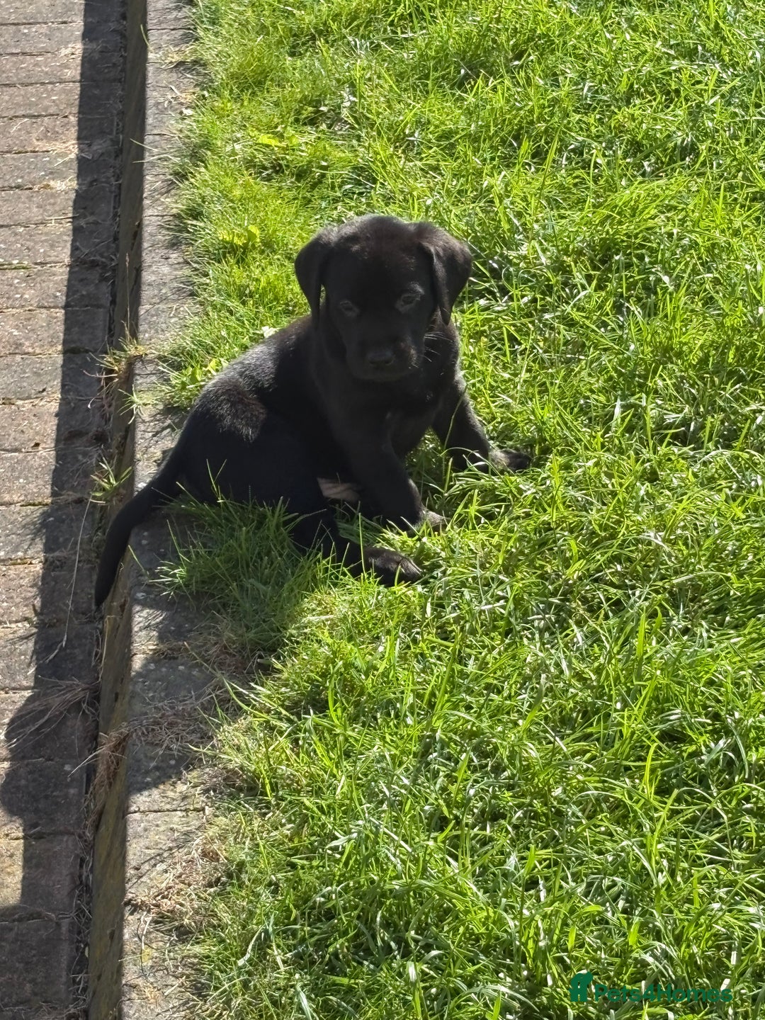 Labrador Retriever dogs for sale: KC reg labs- working bloodline  in Lanark - Image 12