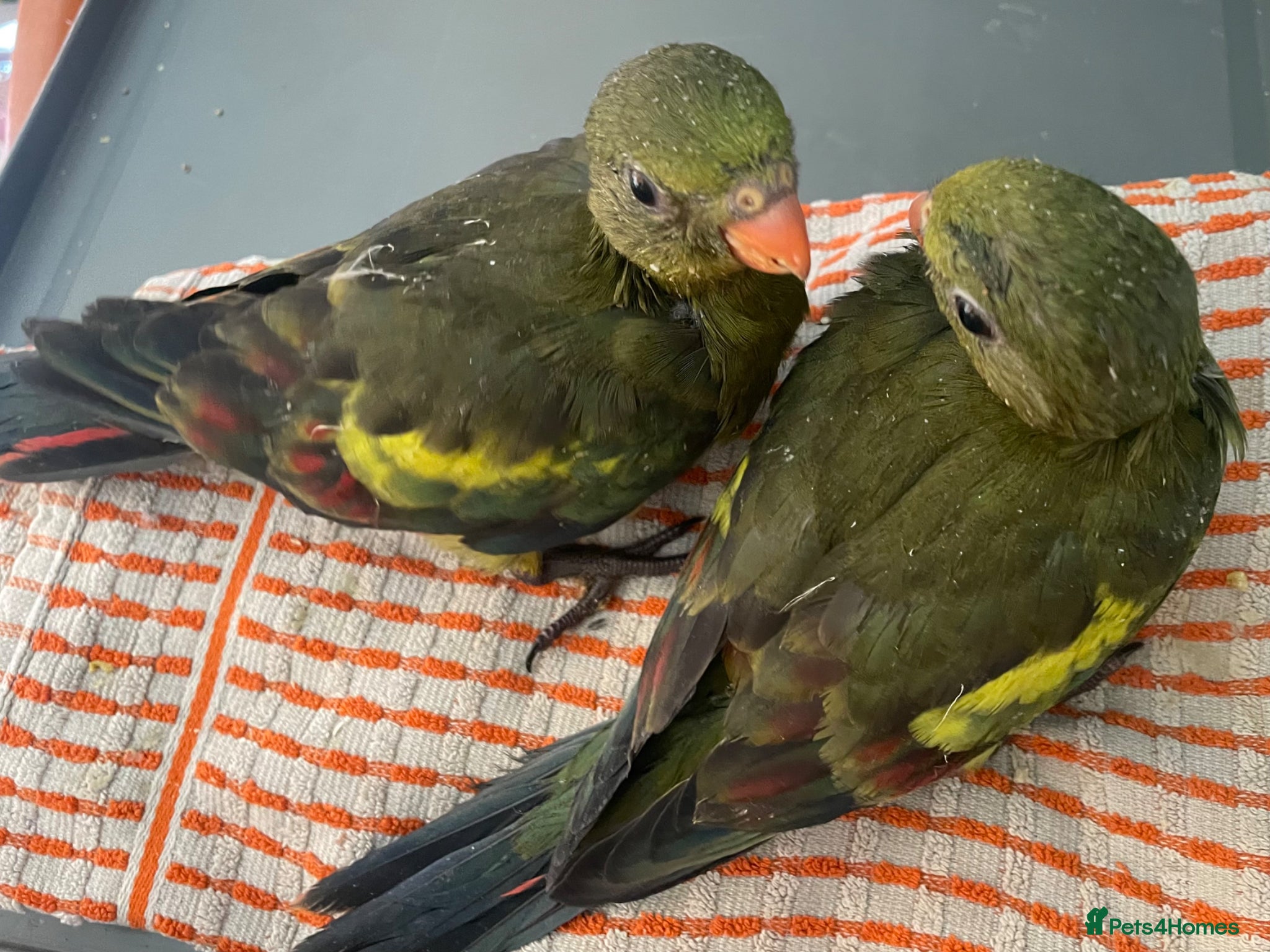 Parakeets birds Hand reared baby Rock Pebblers - Advert 1