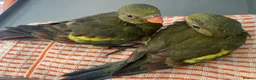 Parakeets birds for sale: Hand reared baby Rock Pebblers - Advert 1