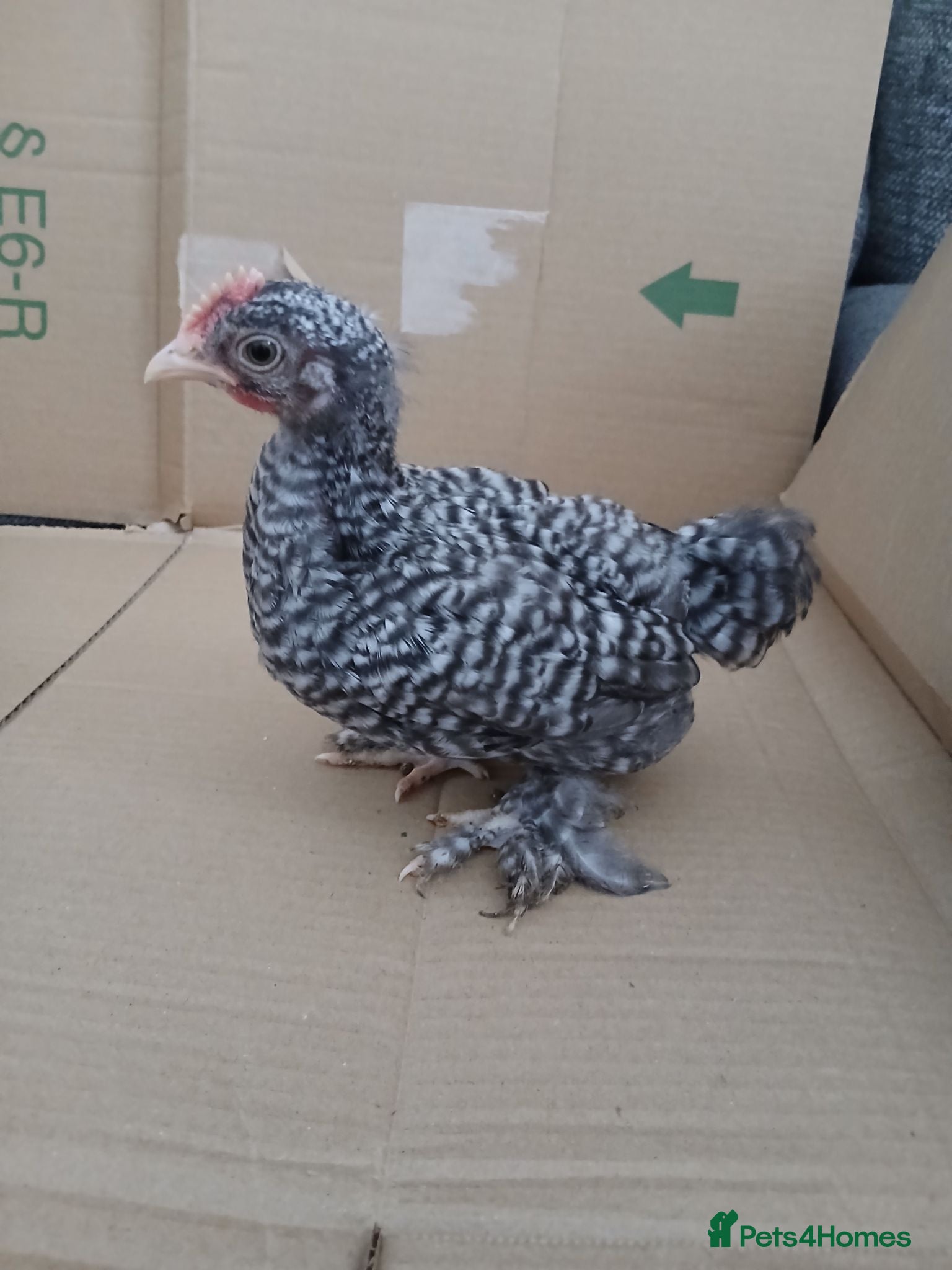 Chickens poultry Beautiful pekin chicks  - Advert 9