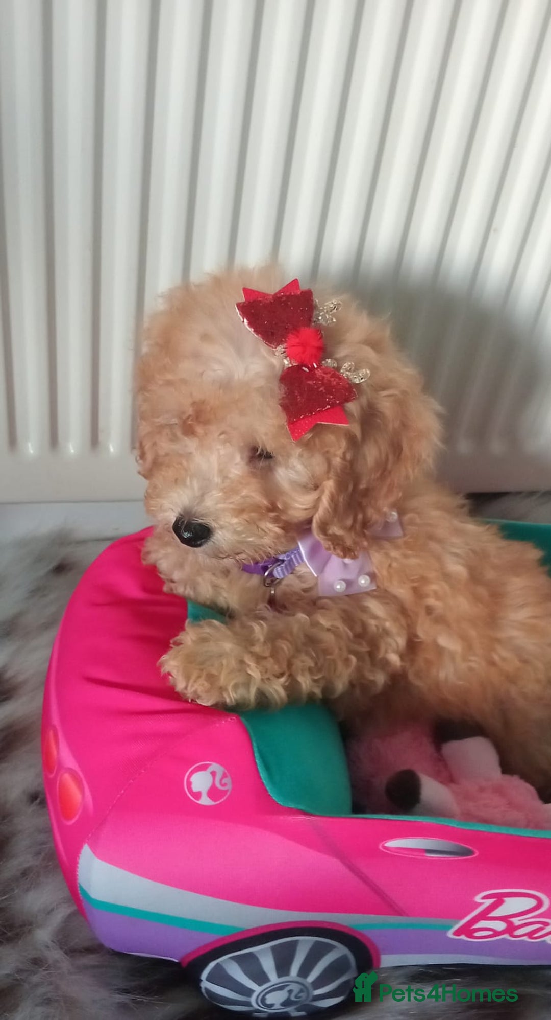 Miniature Poodle dogs for sale: Apricot miniature poodles - Advert 3