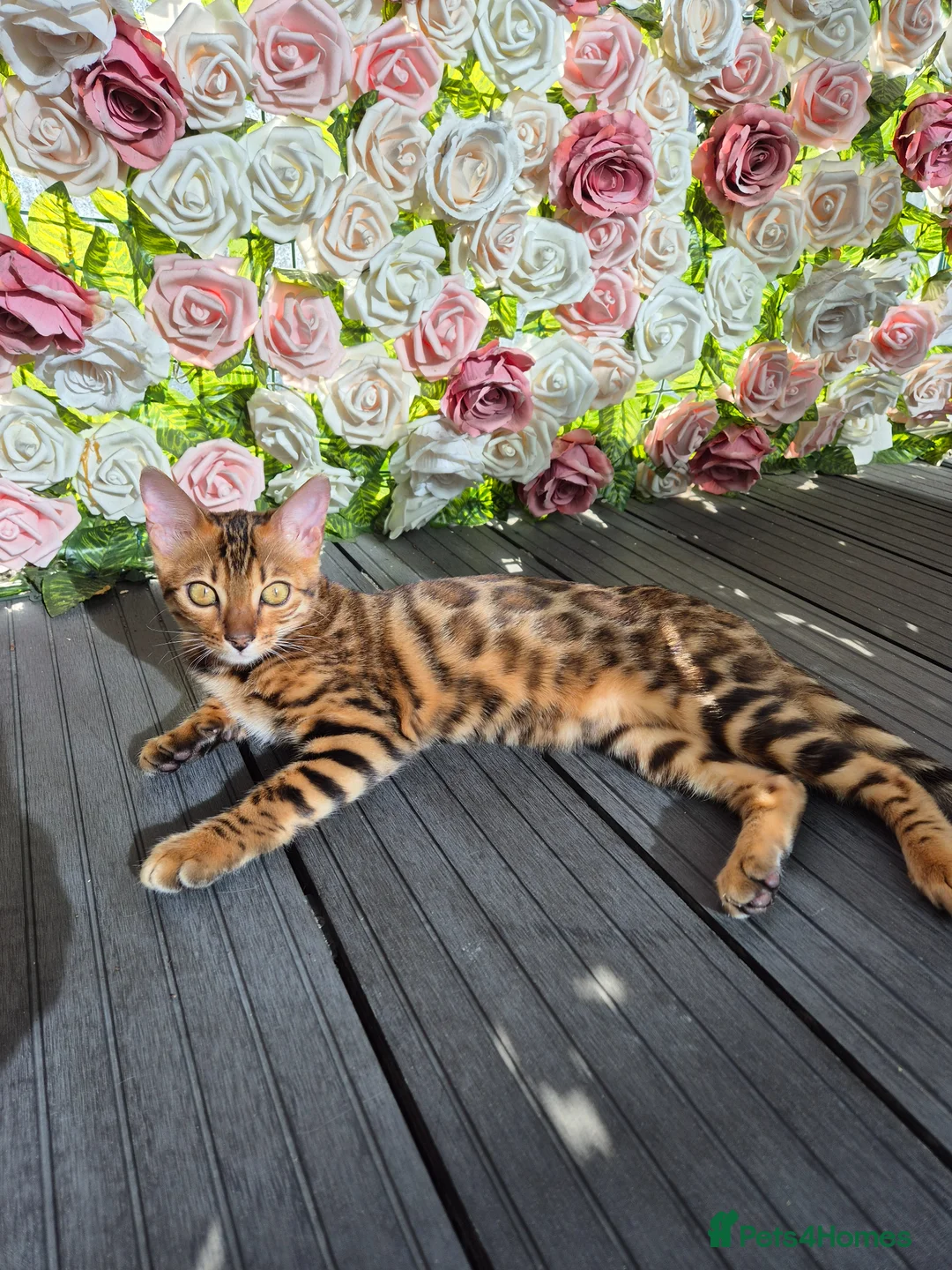 Bengal cats for sale: Four Beautiful Bengal kittens 🐾  - Advert 2