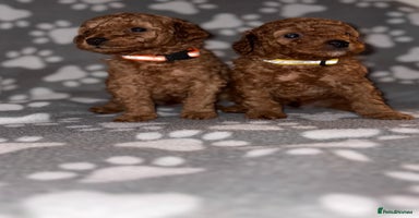 Cockapoo dogs - Advert 9