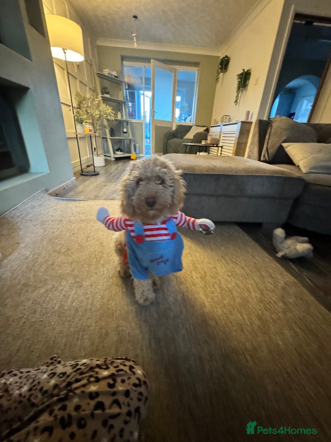 Cavapoo dogs for sale: 8 Month old apricot male cavapoo  - Advert 2