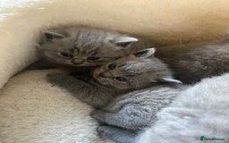 British Shorthair cats for sale: Stunning British Short Hair kitten GCCF/TICA - Image 5