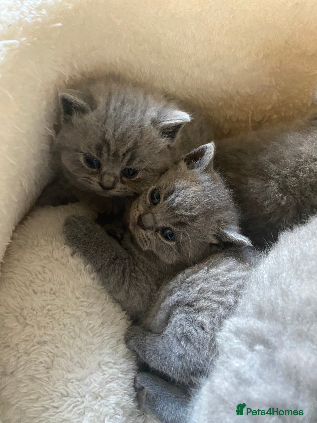 British Shorthair cats for sale: Stunning British Short Hair kitten GCCF/TICA - Image 5