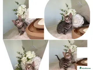 Mixed Breed cats Stunning kittens 8 weeks old ready now - Advert 5