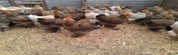 Chickens poultry for sale: Brahmas large fowl all female  - Advert 3