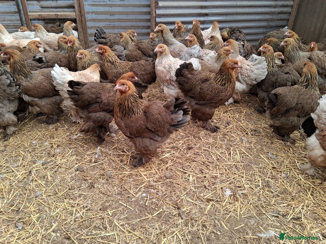 Chickens poultry for sale: Brahmas large fowl all female  - Advert 3