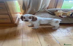 Cocker Spaniel dogs for sale: My pups🐾 fection show type cocker spaniel  - Advert 11
