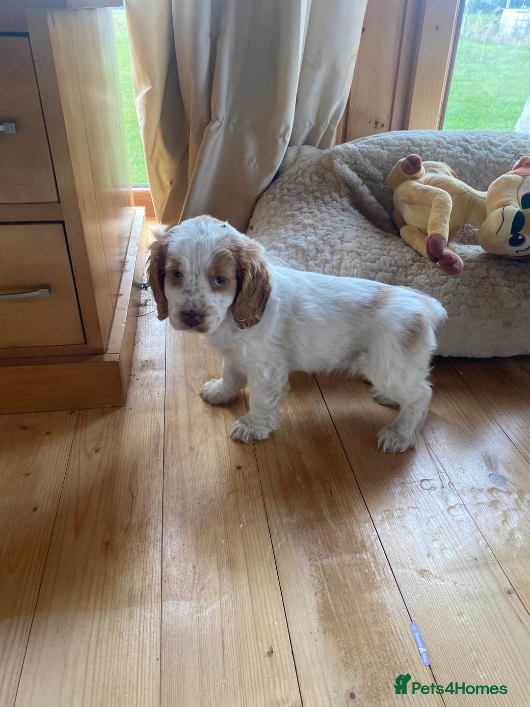 Cocker Spaniel dogs for sale: My pups🐾 fection show type cocker spaniel  - Advert 11