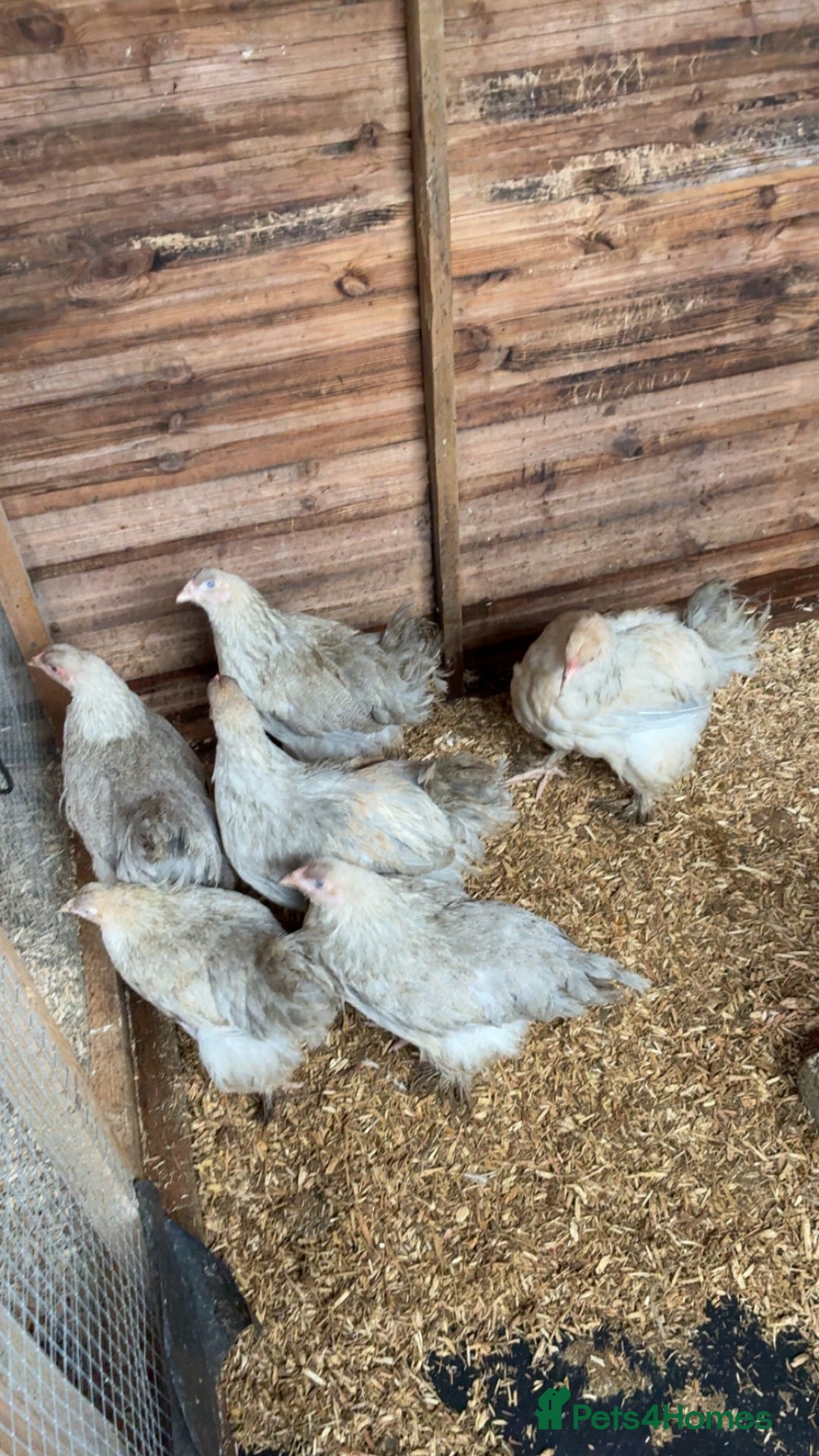 Chickens poultry for sale: Isbella Brahma  - Advert 2