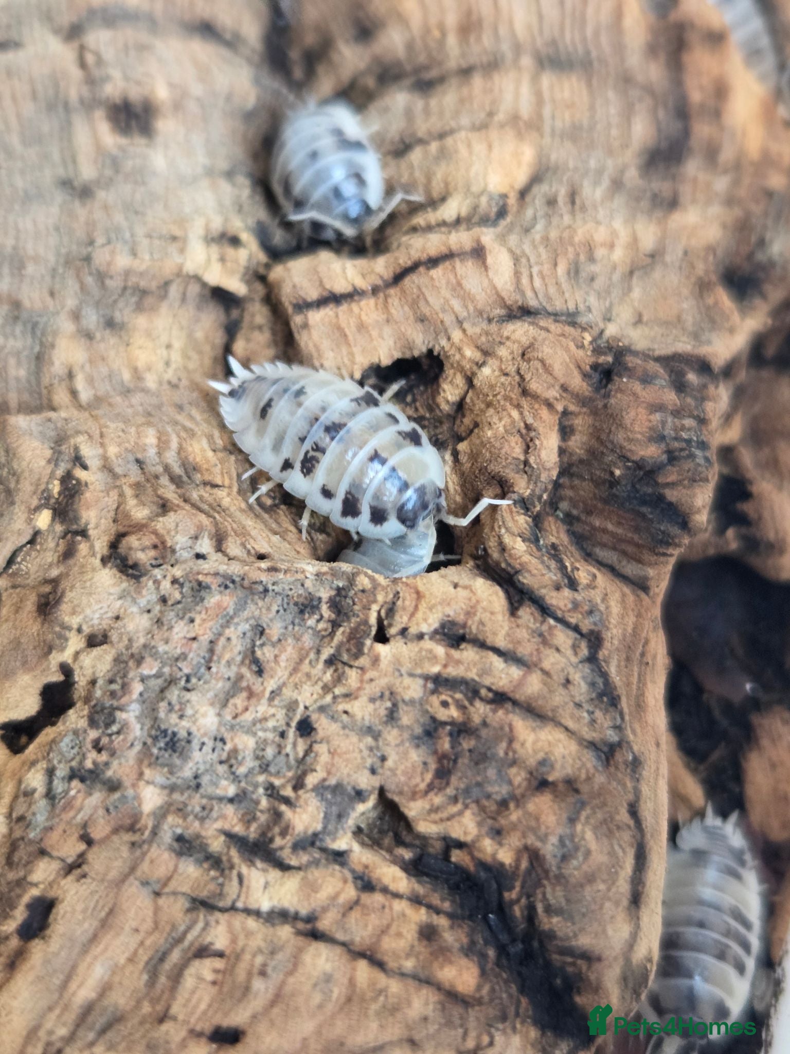 Isopods invertebrates Diary cow isopods - Advert 1