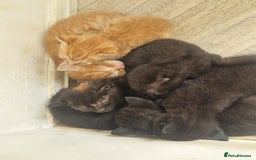 Mixed Breed cats for sale: Gorgeous Kittens. GINGER & All Black - Image 15