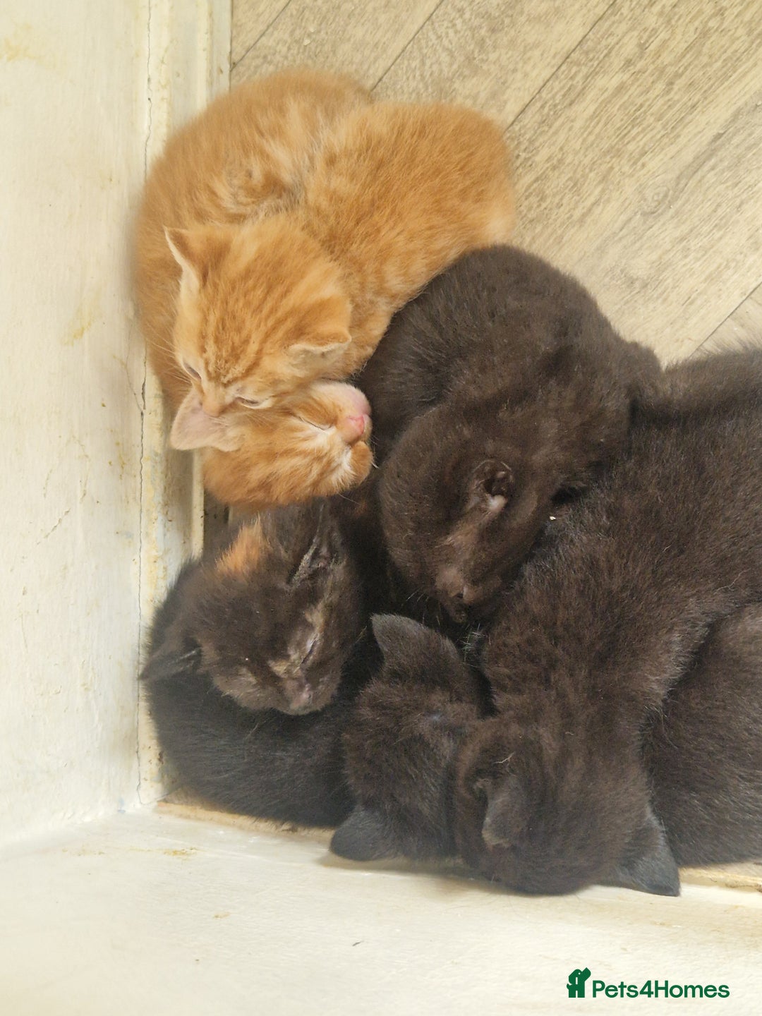 Mixed Breed cats for sale: Gorgeous Kittens. GINGER & All Black - Image 15