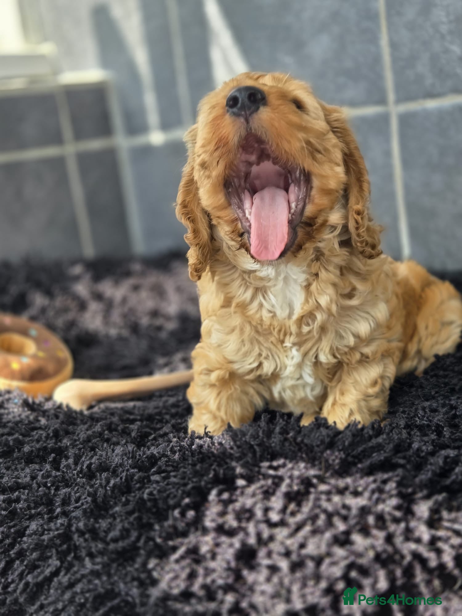 Cockapoo dogs Beautiful cockapoo pup - Advert 10
