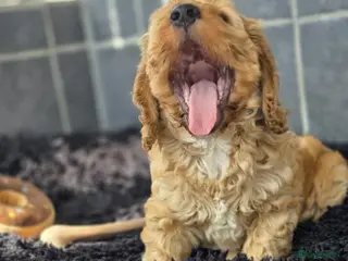 Cockapoo dogs Beautiful cockapoo pup - Advert 10