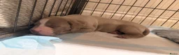 Mixed Breed dogs for sale: Beautiful Bullmaraner Puppies x 5  - Advert 18