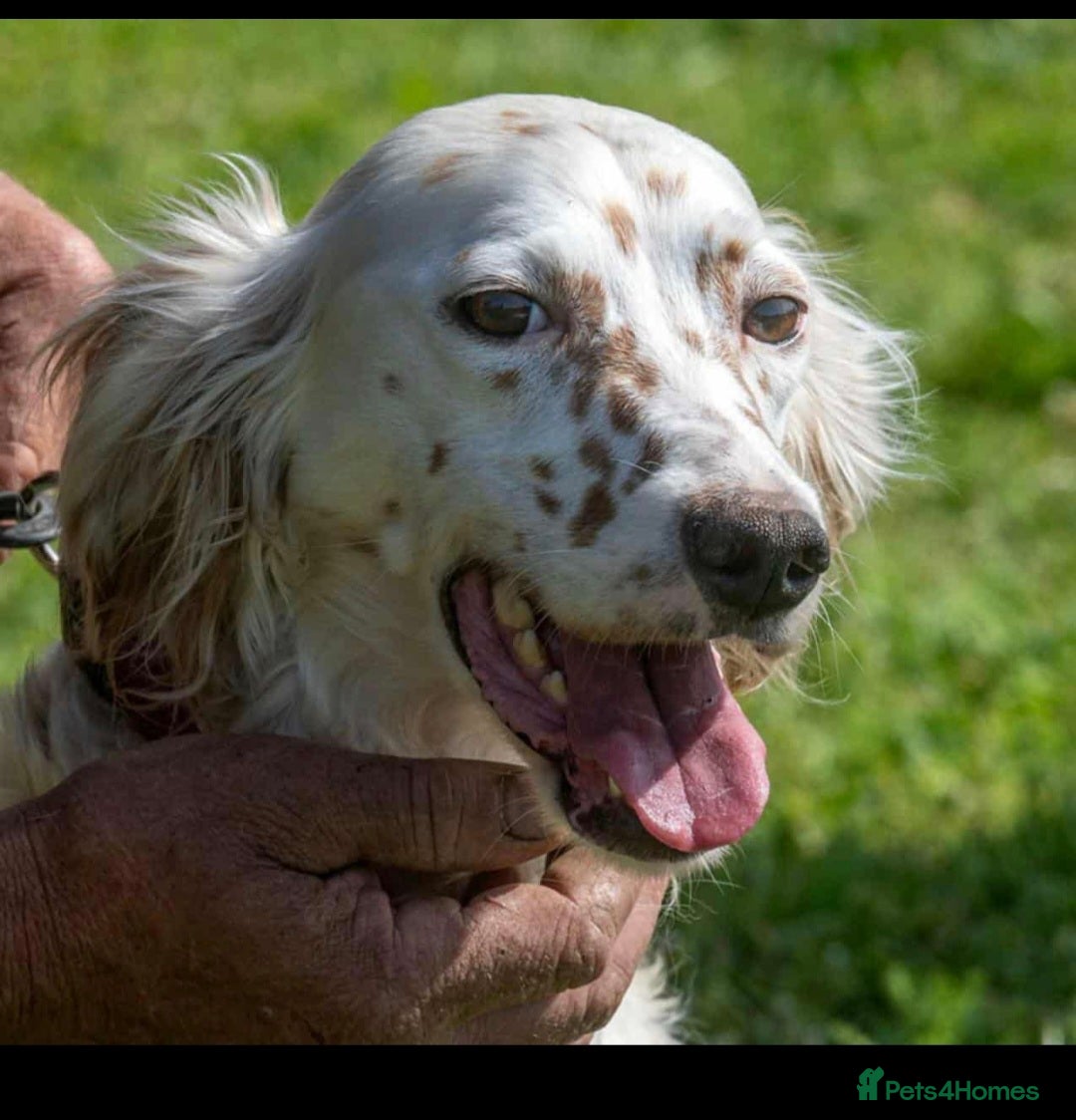 English Setter dogs Angel - Advert 5