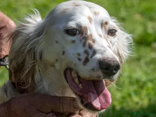 English Setter dogs Angel - Advert 5