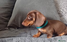 Miniature Dachshund dogs for sale: Mini dachshund  - Image 16