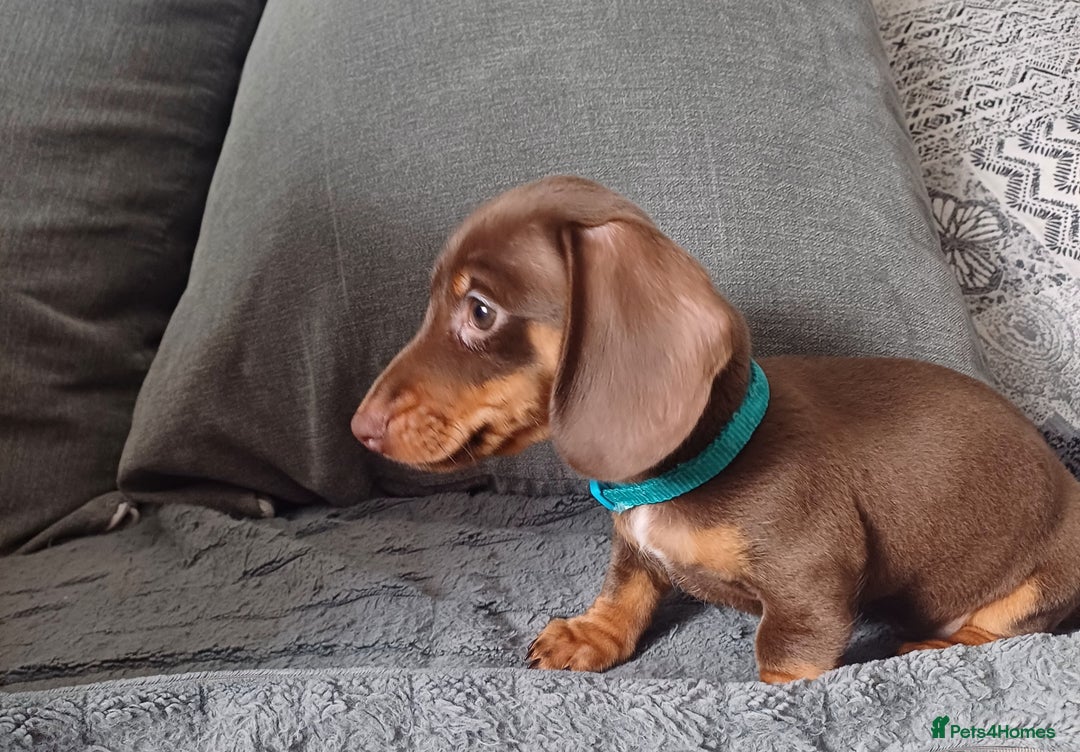 Miniature Dachshund dogs for sale: Mini dachshund  - Image 16